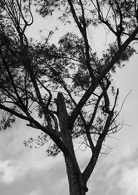 Bare Tree Branches Against Cloudy Sky