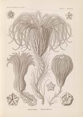 Vintage illustration of Crinoidea