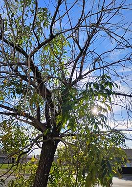 Sunlight through tree branches