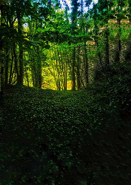 Enchanted Forest Path