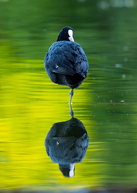 Coot Standing on One Leg in Water