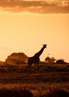 Silhouette of a giraffe at sunset