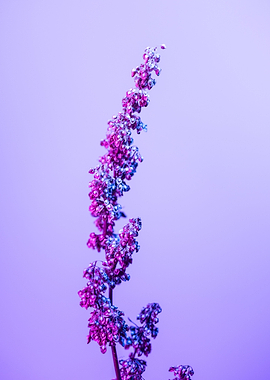 Purple and Pink Flower Sprig