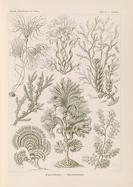 Vintage Botanical Illustration of Seaweed