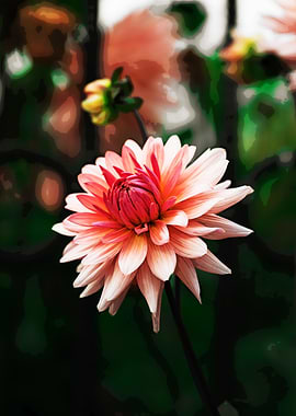 Close-up of a vibrant Dahlia flower