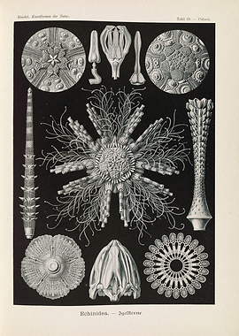 Echinodermata Sea Urchin Illustrations