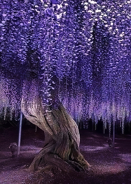 Enchanting Wisteria Tree at Night