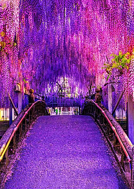Wisteria Tunnel Over Bridge