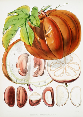 Botanical Illustration of a Fruit and Seeds