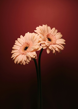 Two Pink Gerbera Daisies