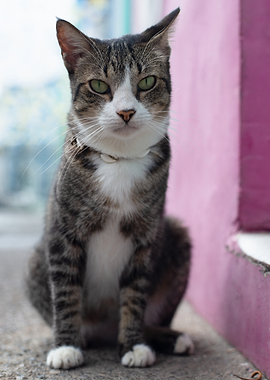Tabby Cat with Green Eyes