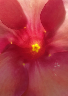 Allamanda flower center