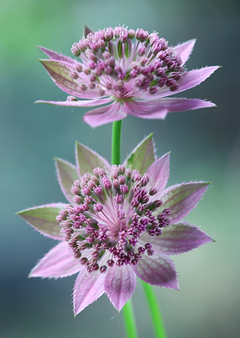 Two Pink Astrantia Flowers