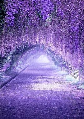 Purple Wisteria Tunnel Pathway