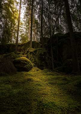 Mossy Forest Floor with Sunlight