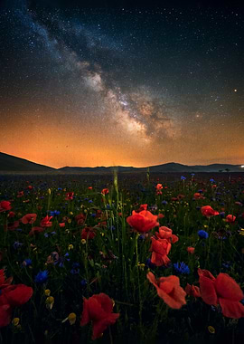 Milky Way Over Poppy Field