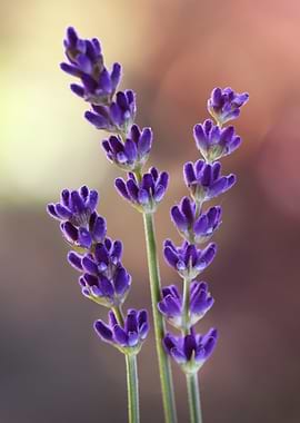 Close-up of Lavender Stems