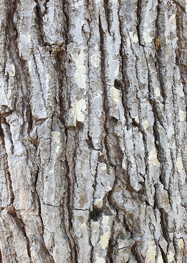 Tree Bark