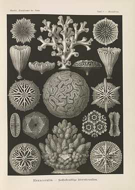 Vintage Illustration of Corals