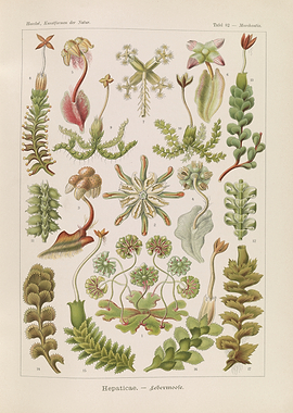 Vintage Botanical Illustration of Liverworts