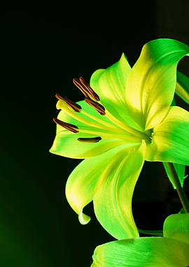 Close-up of a luminous green lily