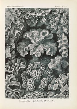 Vintage Illustration of Corals