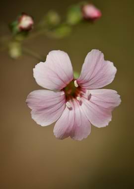 Blush Serenity — Wild Pink Bloom