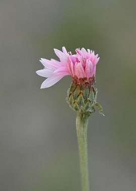 Whisper of Dawn — Emerging Blossom