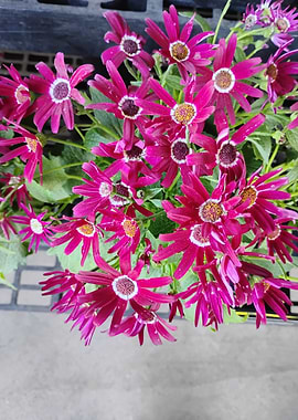 Vibrant Pink Daisy-like Flowers