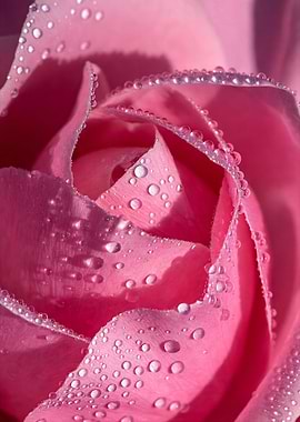 Pink Rose with Dewdrops