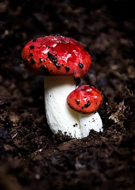 Two Red Mushrooms in Soil