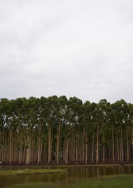 Eucalyptus trees by the water
