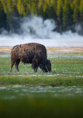 Grazing bison among geysers