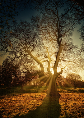 Sunbeams through ancient oak tree