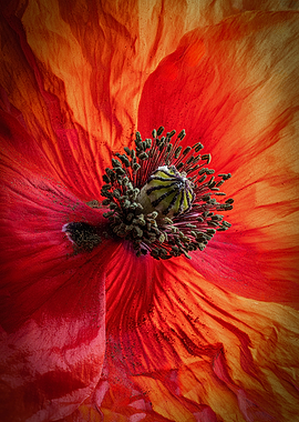 Close-up of a vibrant red and orange poppy flower