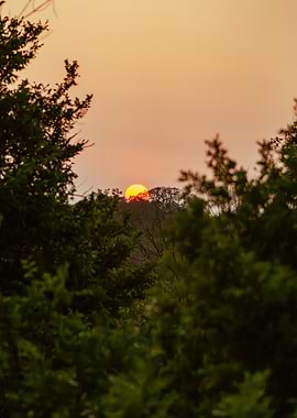 Sunset over a forest canopy
