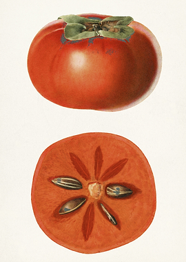 Persimmon Fruit Illustration
