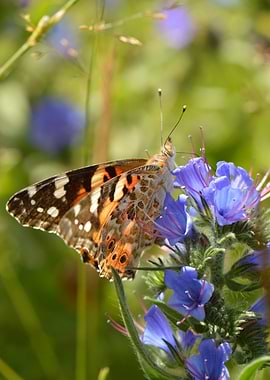 Painted Visitor — Butterfly Grace