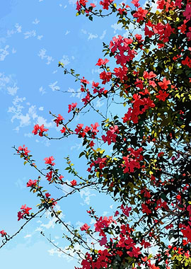 Vibrant Red Flowers Against Blue Sky