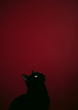 Black cat looking up