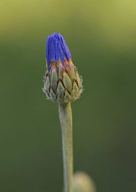 Sapphire Promise — Blue Blossom Bud