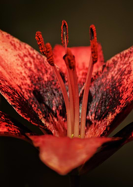 Crimson Heart — Lily Essence