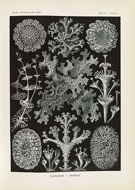 Vintage Lichen Illustrations