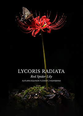 Red Spider Lily with Butterfly