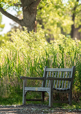 Wooden Bench in a Sunlit Garden