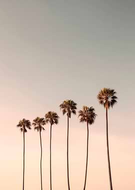 Palm Trees Against a Sunset Sky