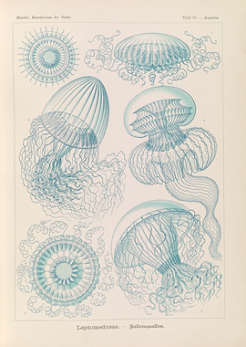 Vintage Jellyfish Illustrations