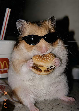 Cool Hamster Eating Burger Funny Fast Food Poster Art