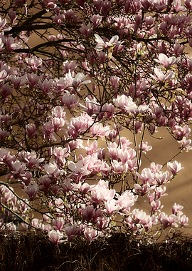 Pink Magnolia Blossoms in Spring
