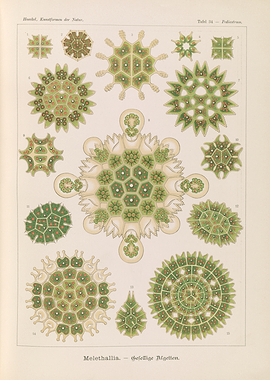 Haeckel's Illustrations of Microscopic Organisms